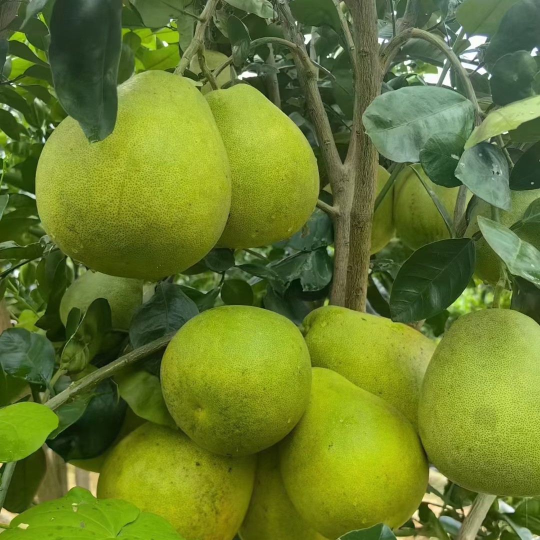 【30-50斤】江西井冈蜜柚吉安金兰柚安福吉水蚕子麻麻柚白心柚子小药柚冰糖柚江西省