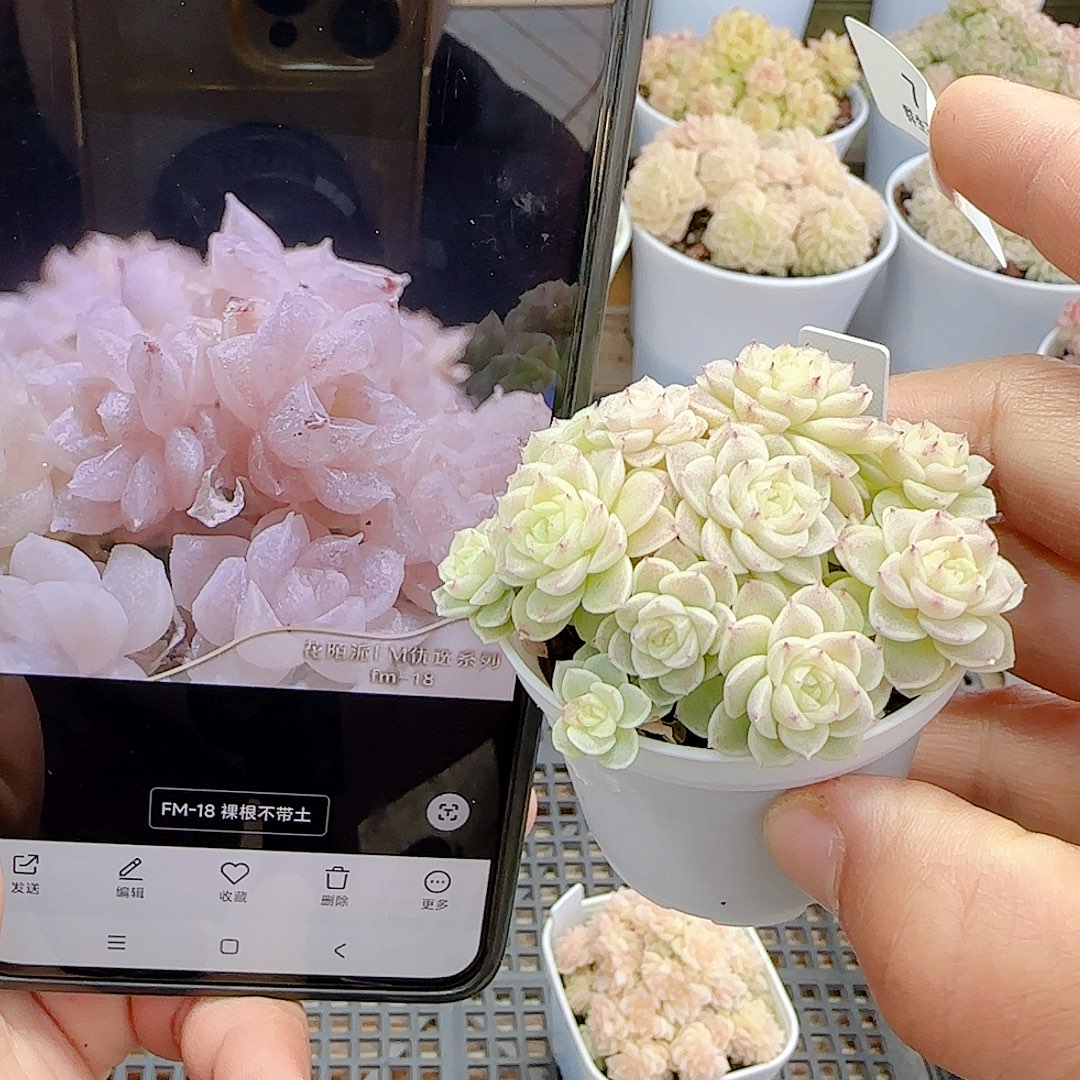 1219-7（fm-18）优选