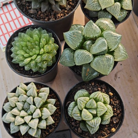 6颗多肉植物原盆土