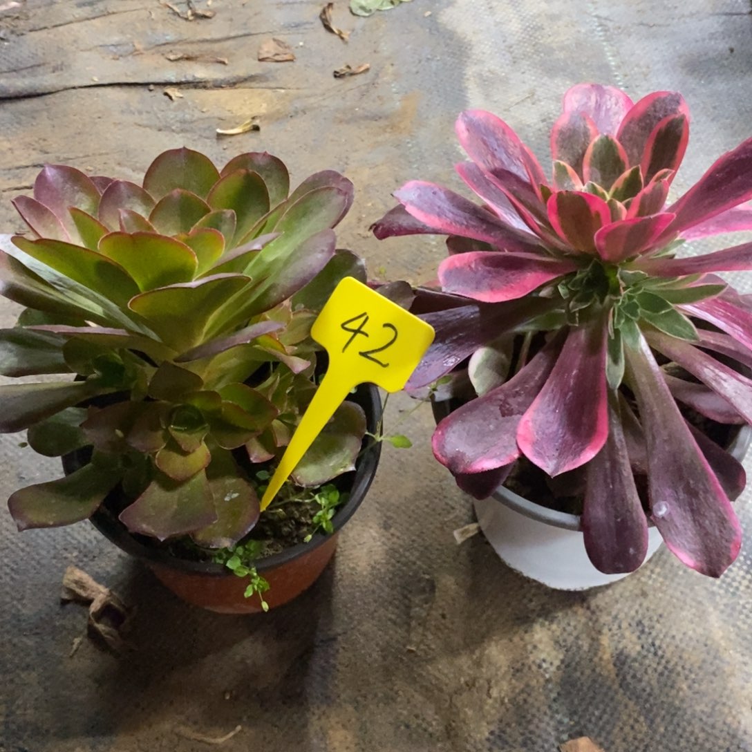 红陶42魅金 金丝雀