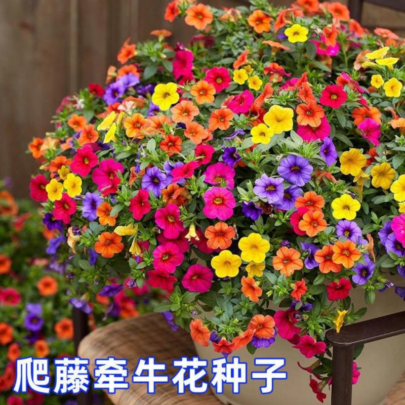 【爬藤牵牛花种子】家庭阳台小院四季种植盆栽地栽易种易活