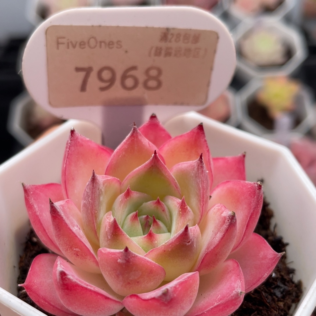 粉水晶7968-5.0厘米