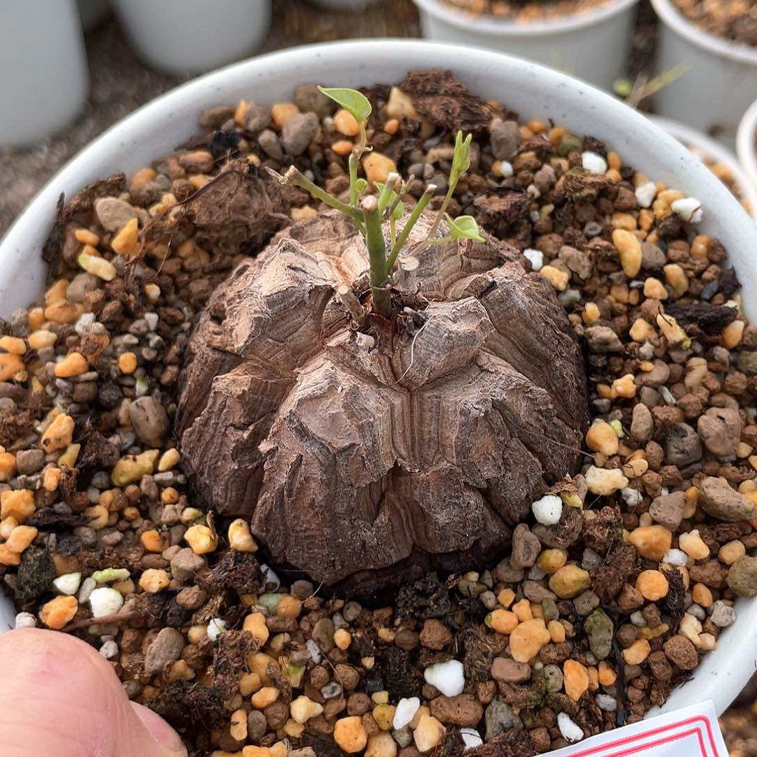 龟甲龙一物一拍514号6.5cm