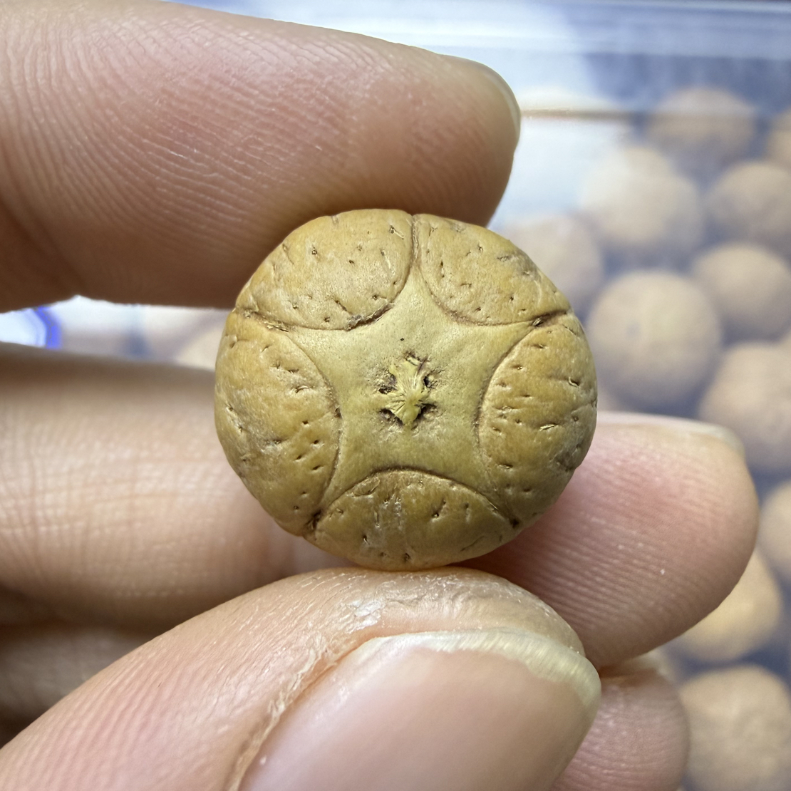 精品头货17.6mm五星上将，厚度13.4mm，非质量问题开孔不退不换