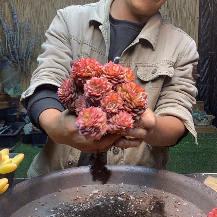 一***了96号多肉植物多肉植物