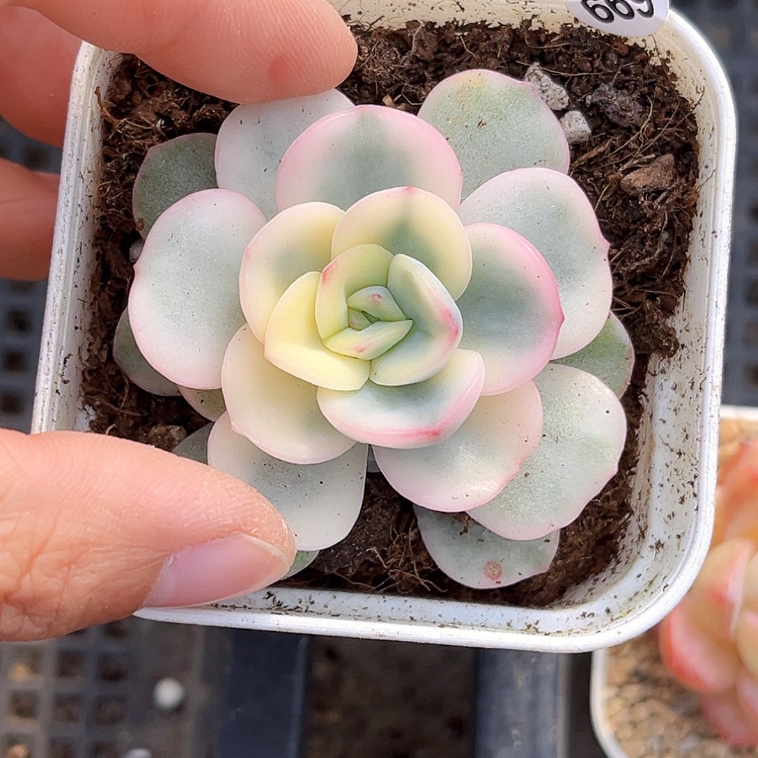 669   友谊锦多肉