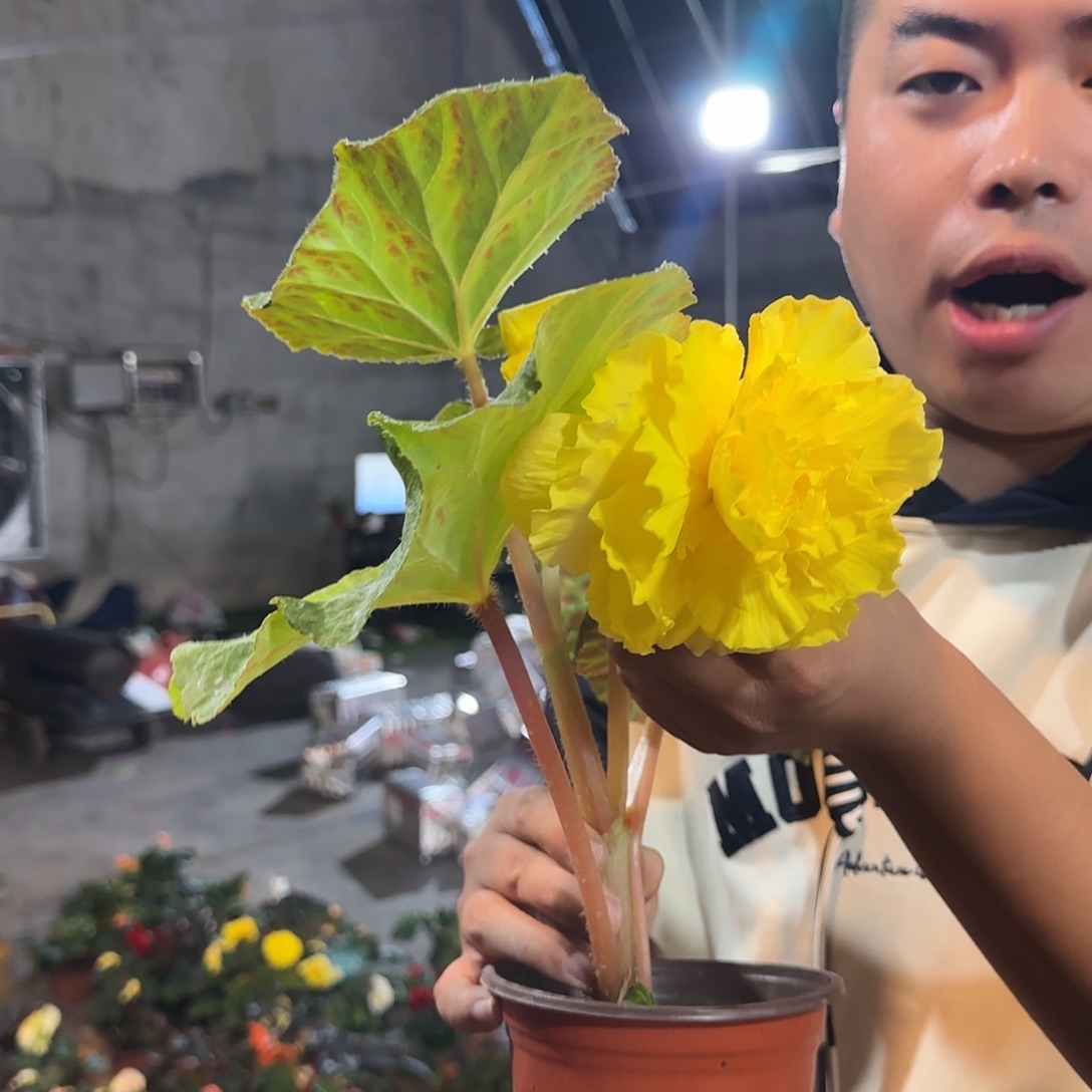 寒****寒寒，贵妃黄，掉花折叶正常介意勿拍，不拍保温冻死不售后