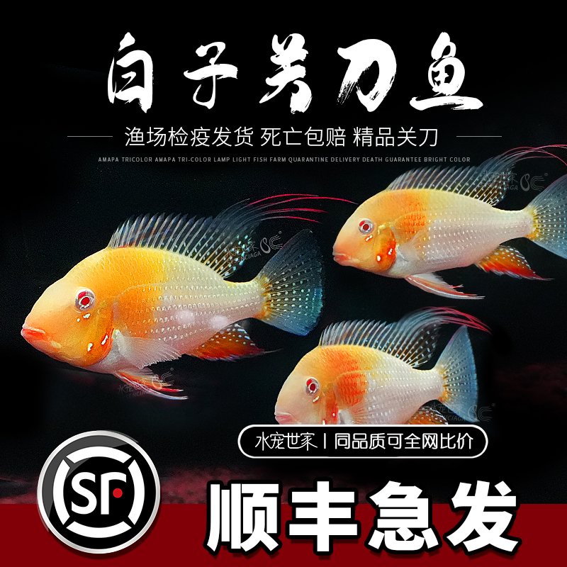 白子关刀红眼白化关刀鱼热带淡水中大型温和观赏鱼南美食土鲷慈鲷