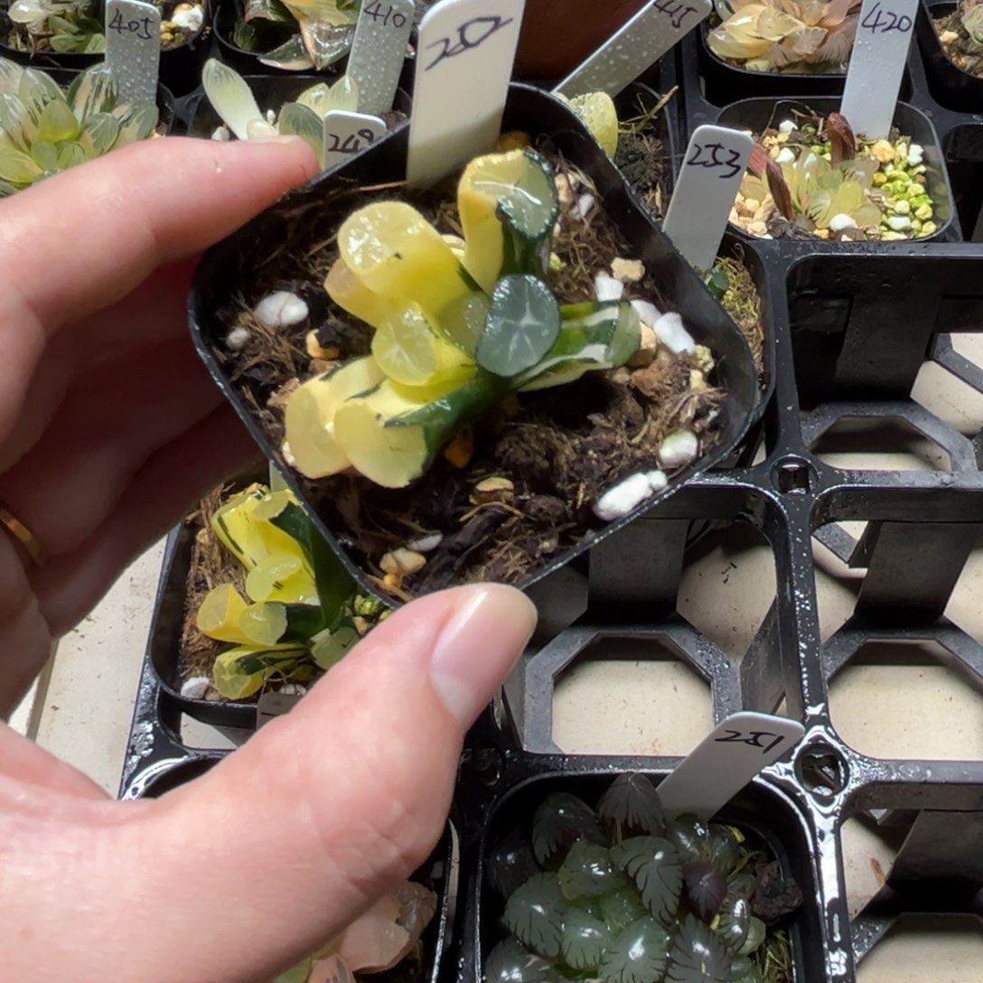 252玉龙万象锦一物一拍