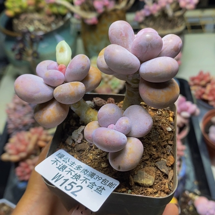 152芭比奶多肉7c m