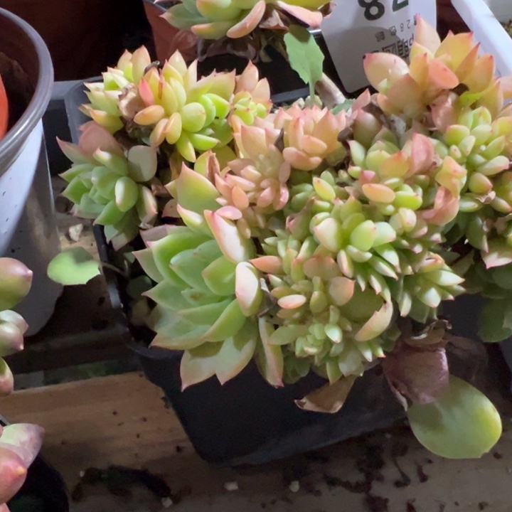 哈密瓜缀多肉植不售后的价78