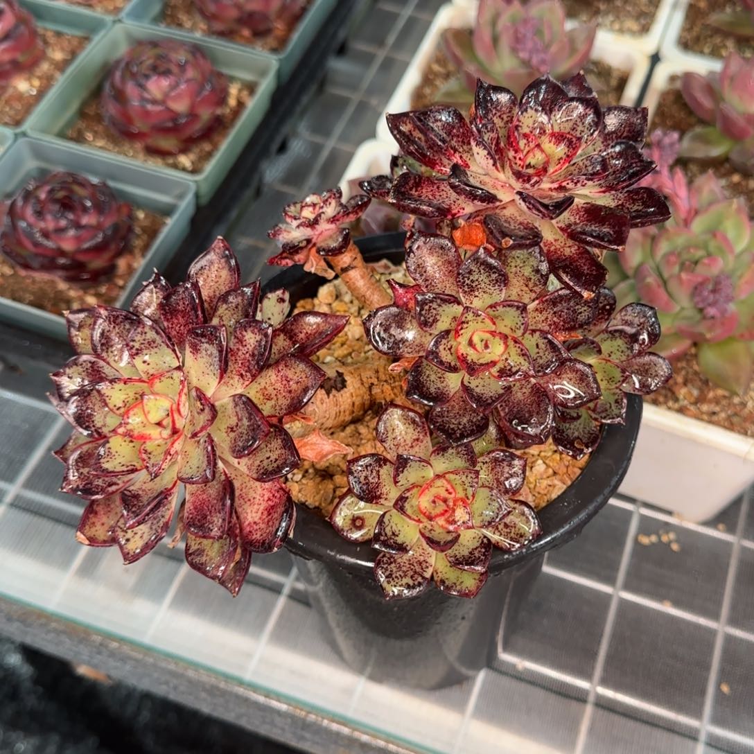 从前慢花园精选多肉里加