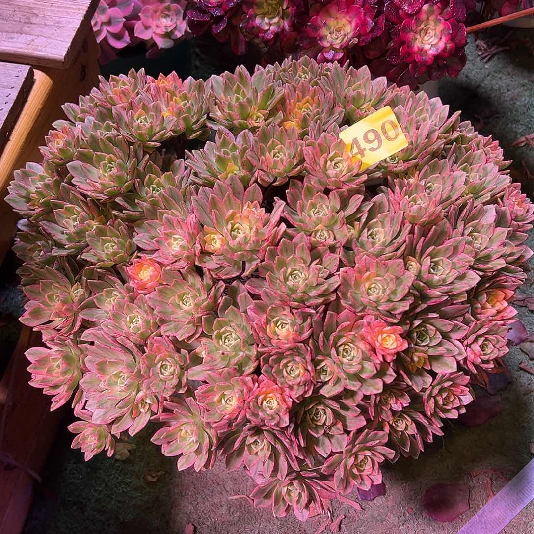 490甜茶法师多肉植物