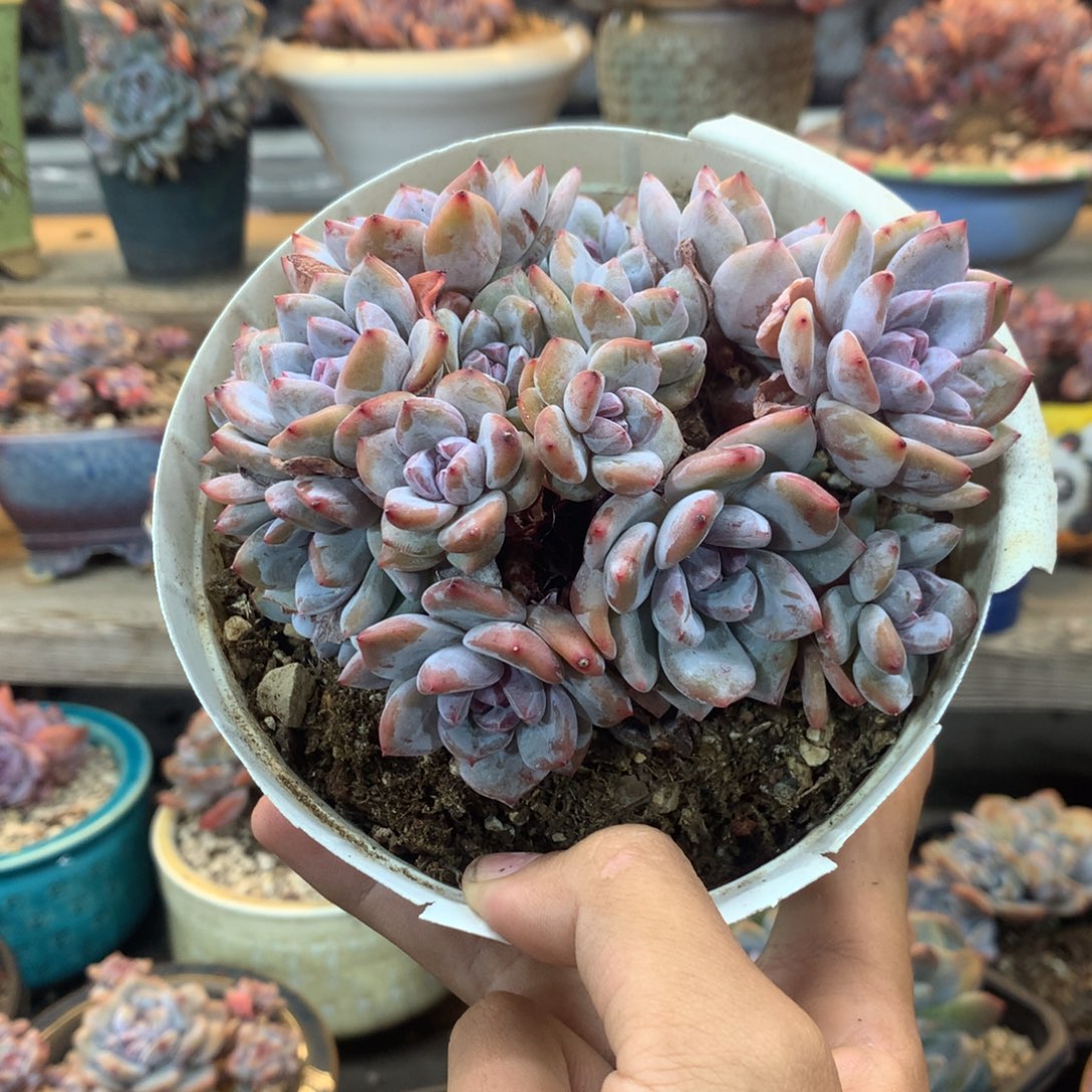 石榴籽全小脸趴地