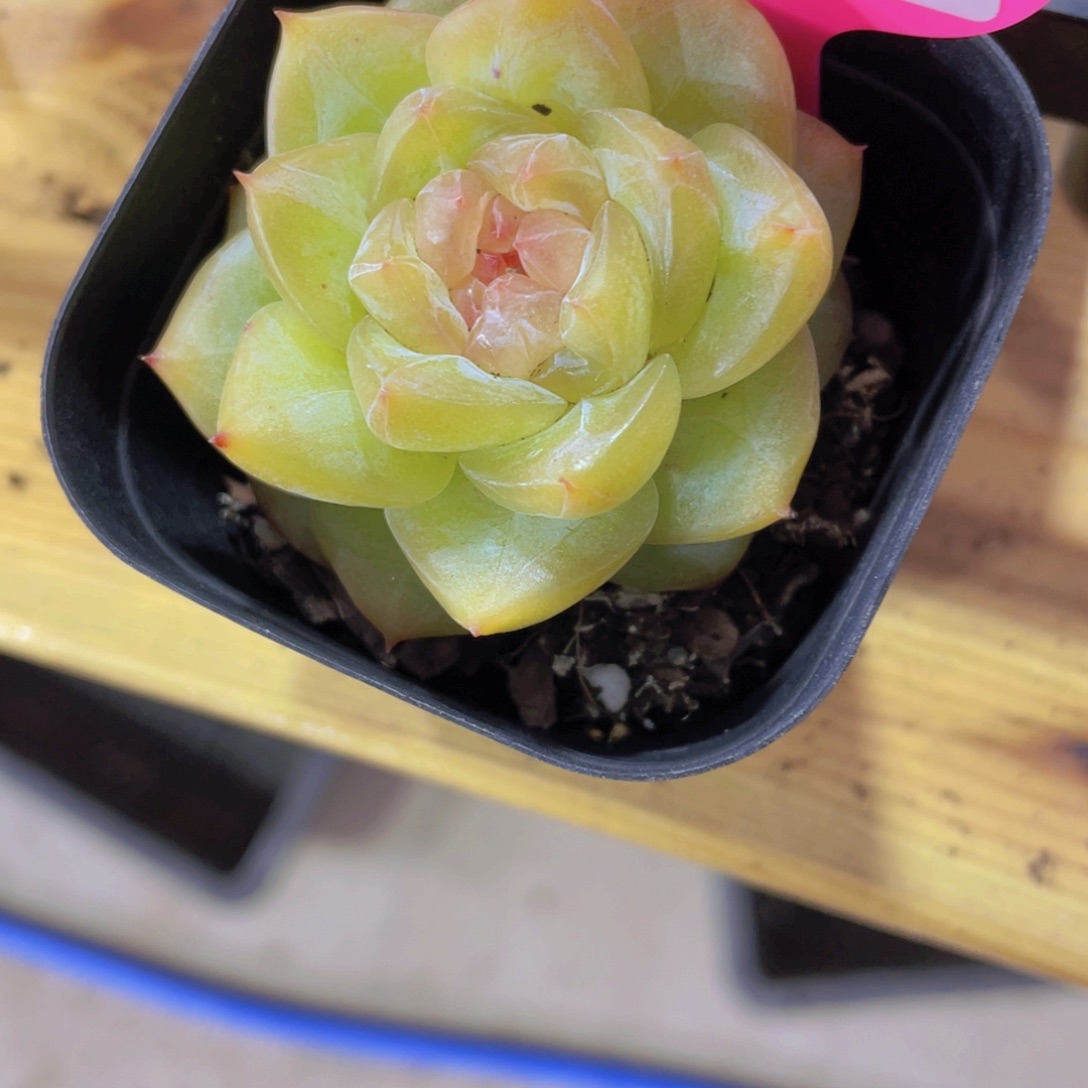 360号 宽叶绿透珍妮多肉