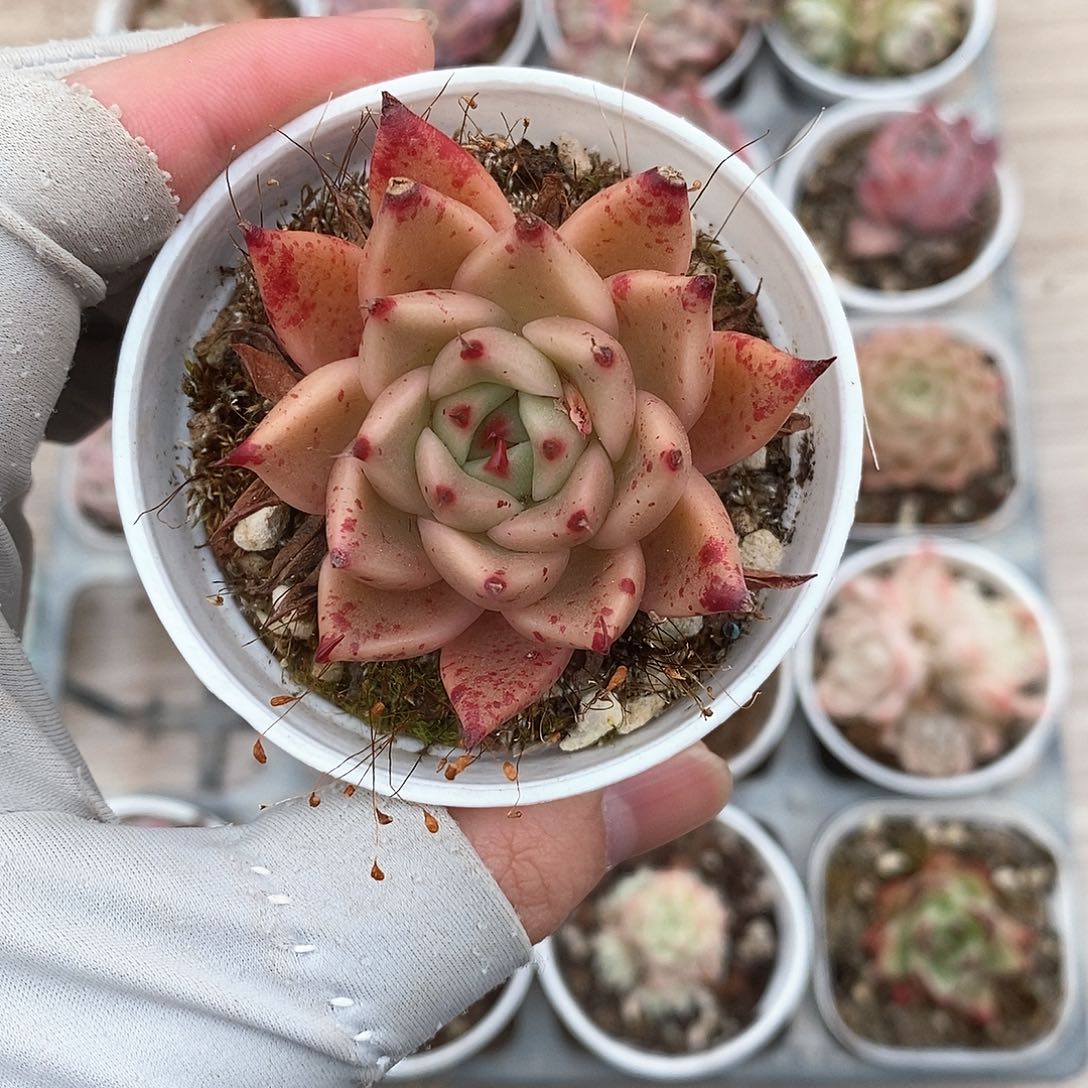 多肉植物9.9包邮5007