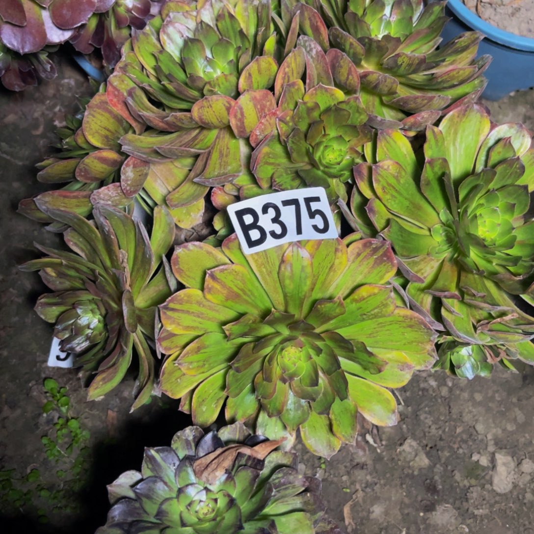 斑斓法师28//////52包邮