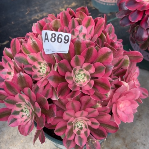 869女巫22厘米左右