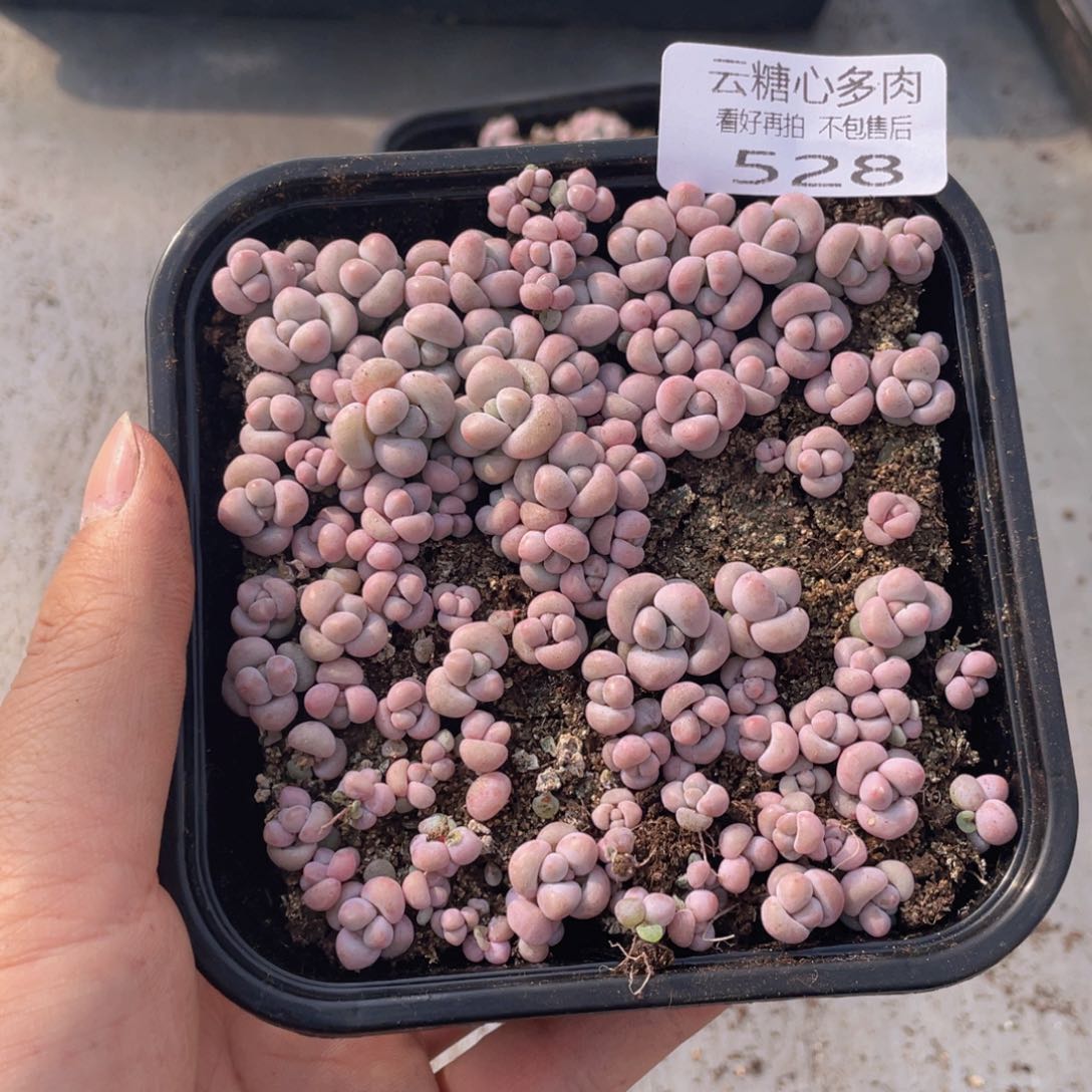 云糖心多肉植物528