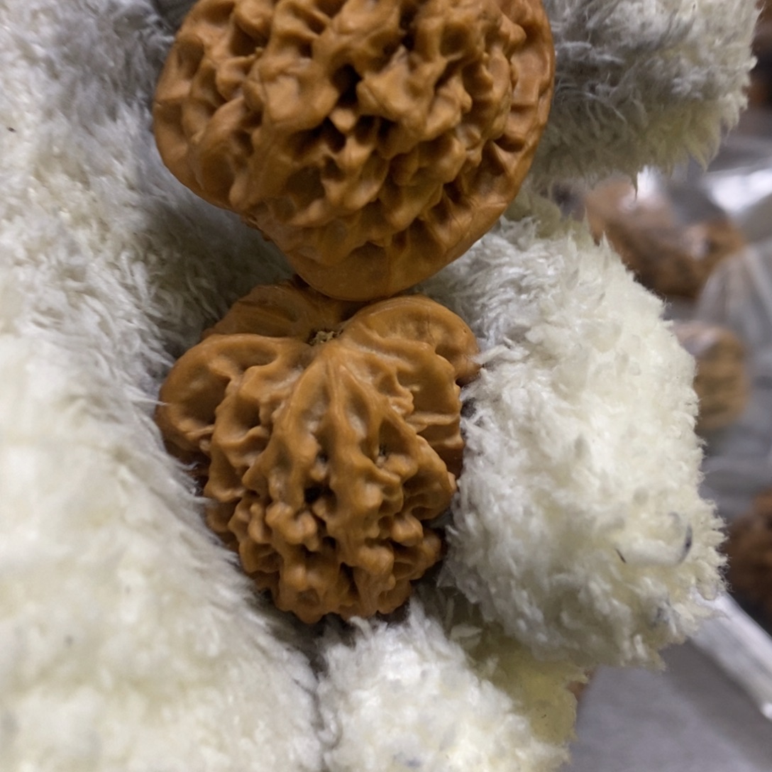 秦岭森林茂密和植被秦闷