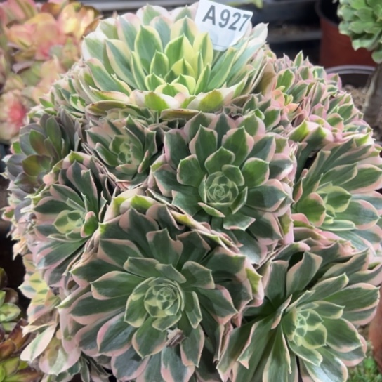 927白凤多肉植物花脸