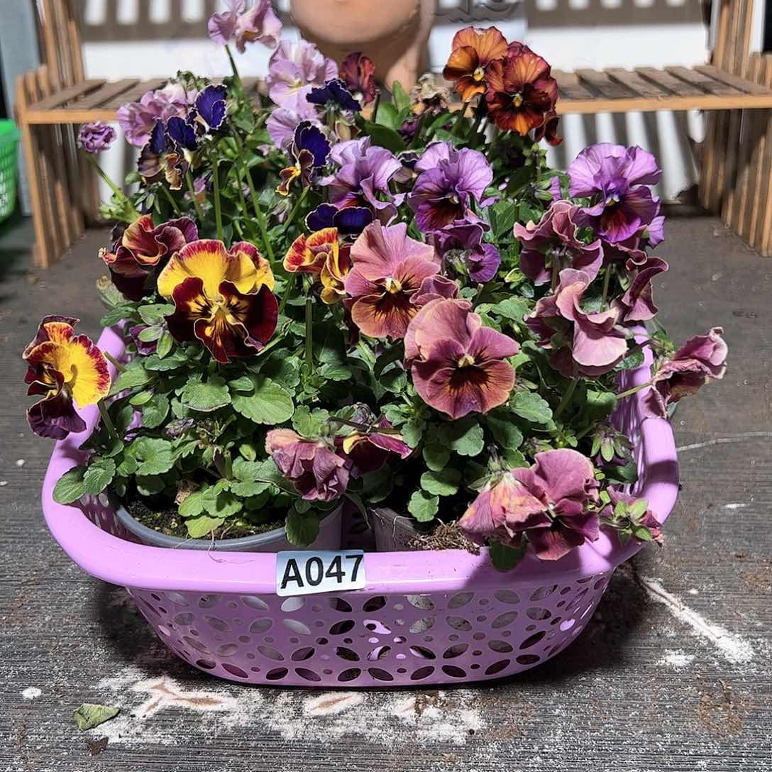 【闪购商品】047号