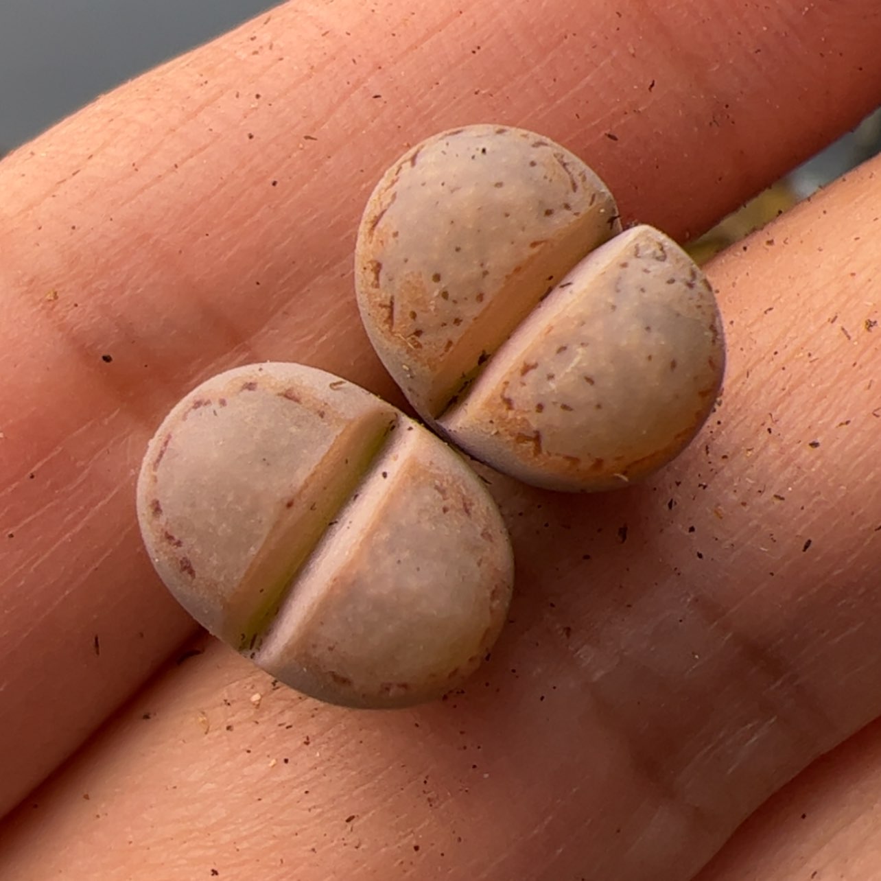 【闪购商品】00000008