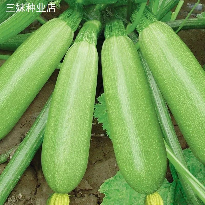 农家自种西葫芦四季蔬菜