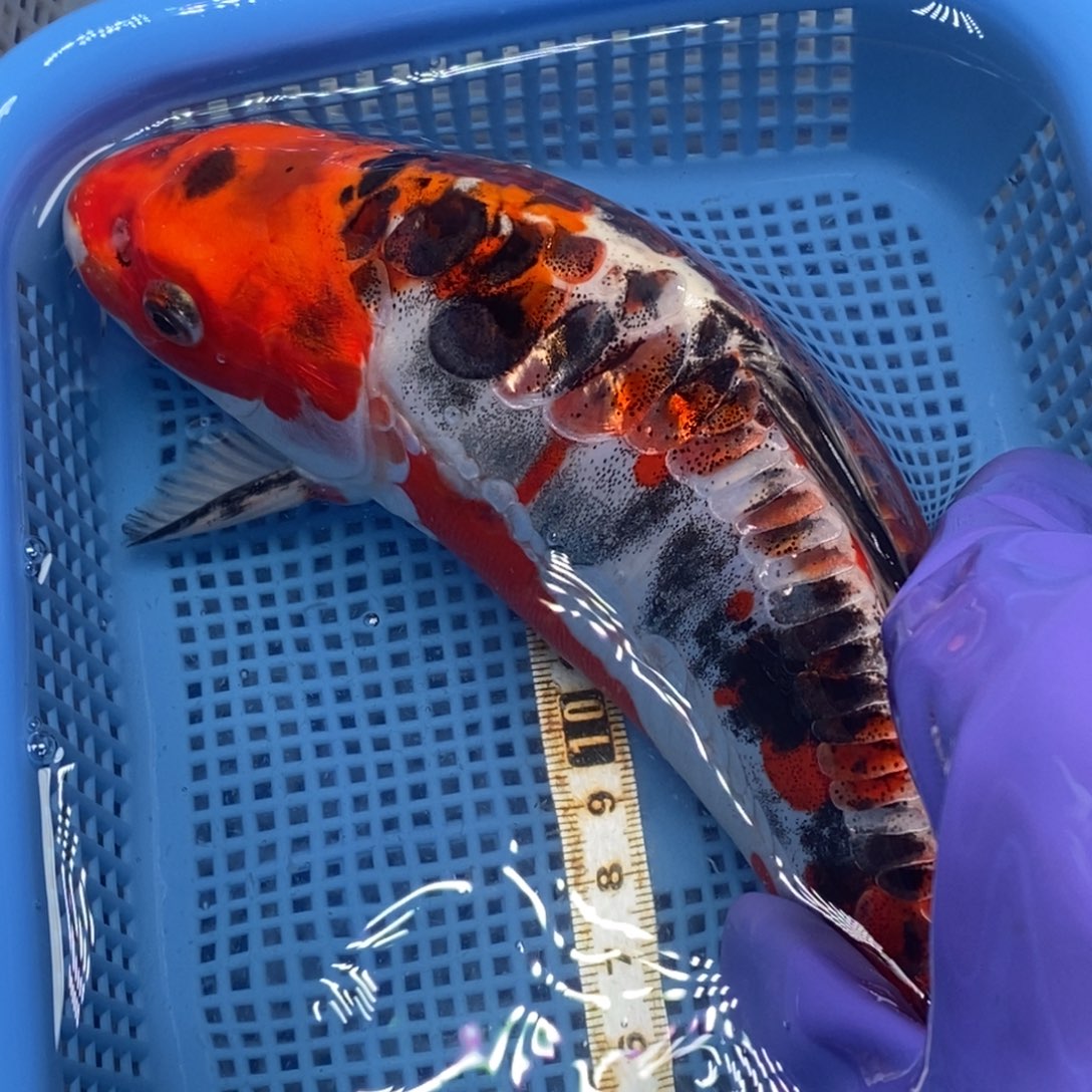 锦鲤冷水錦鯉包郵