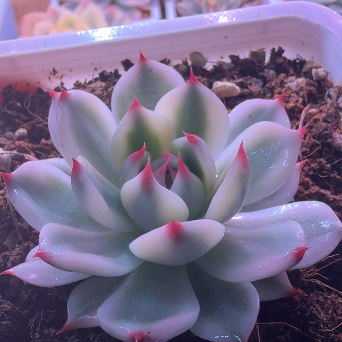 吉娃娃锦 多肉植物