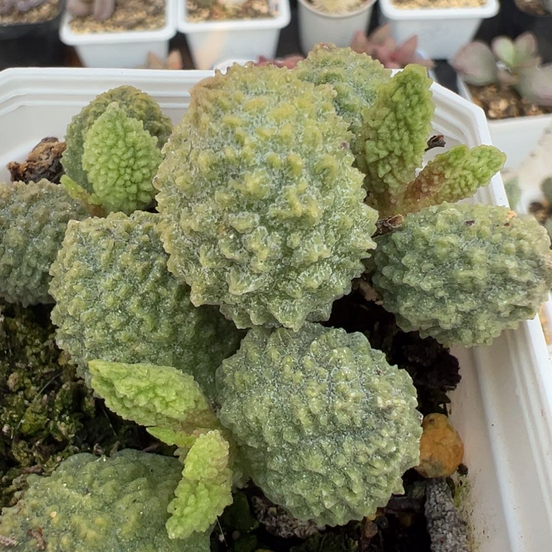 美系绿幽灵老桩多肉植物水泡