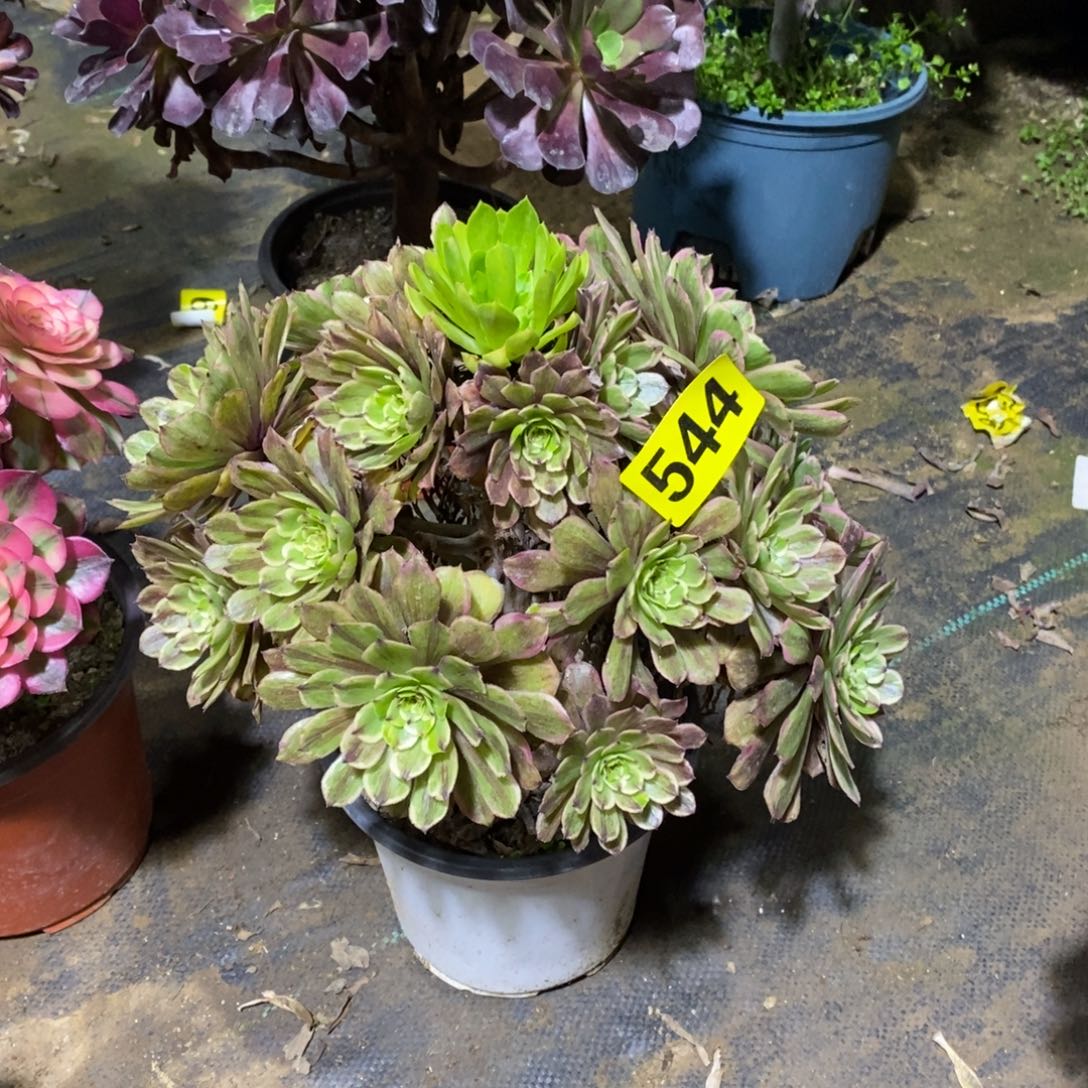 粉黛多肉法师544