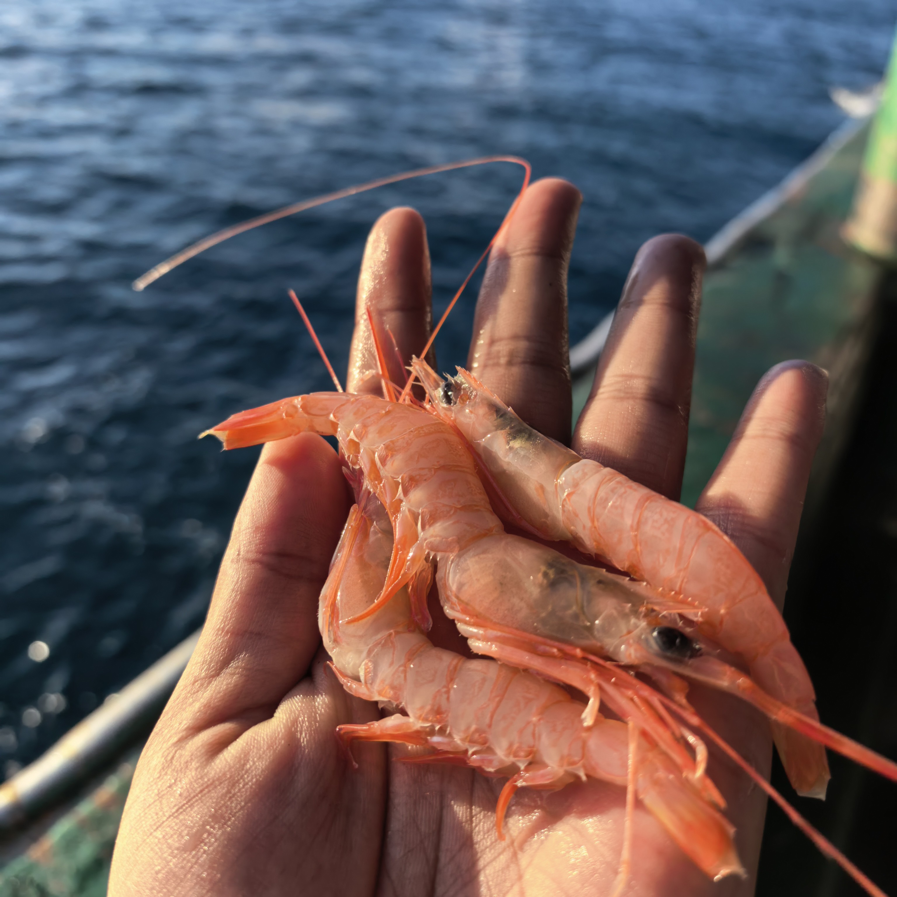 东海野生船冻中号红虾1500g