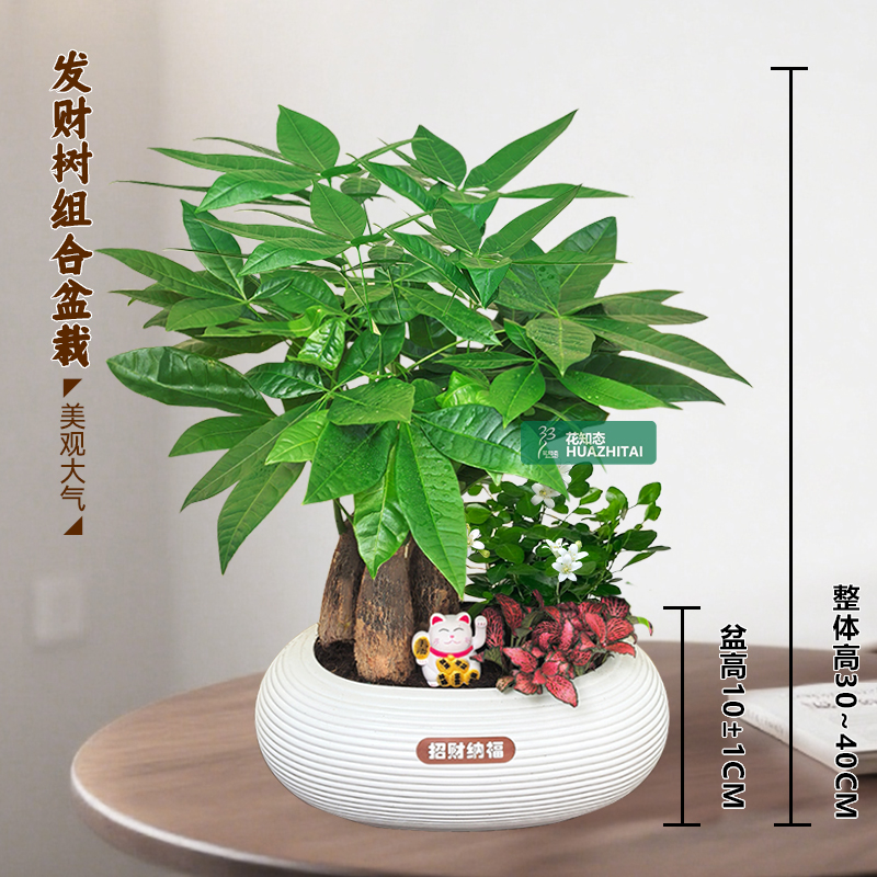 【发财树组合盆栽】绿植（30~40CM）九里香办公桌面盆栽好养常青植物