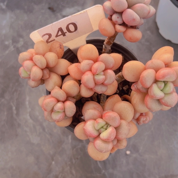 健健康康平平安安