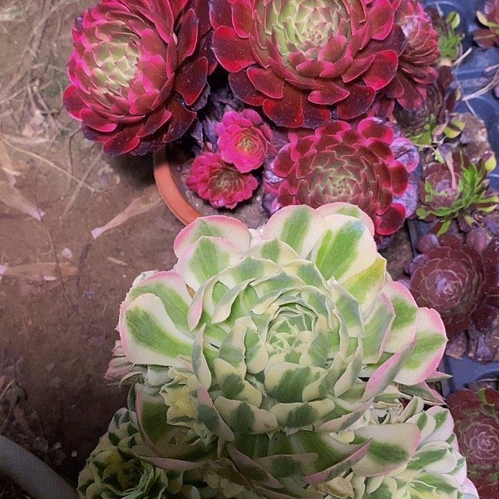多肉植物保护研究所