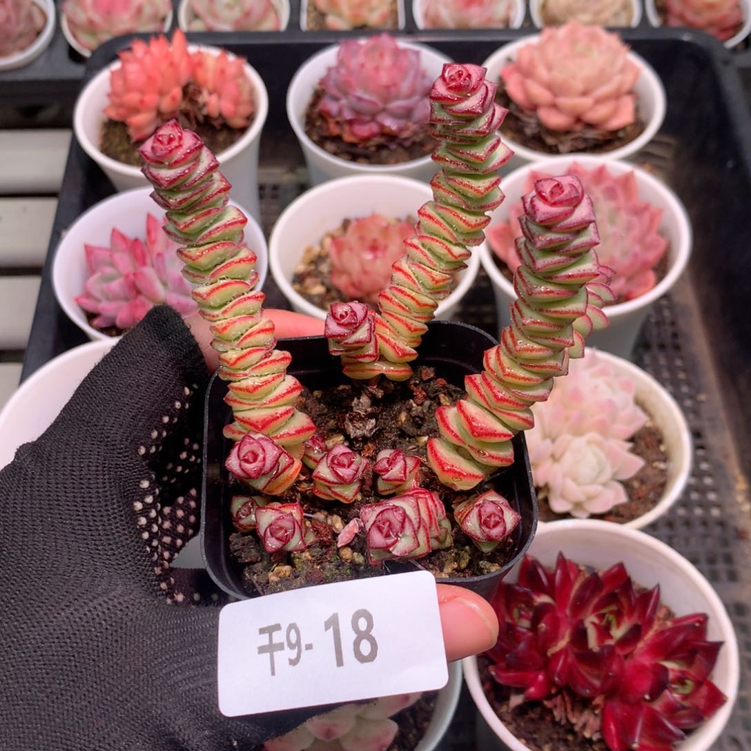 千山雪9- 18 钱串 不包整