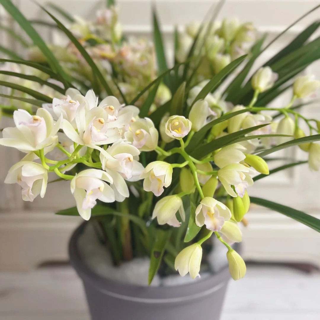 广寒仙子 10枝剑（W） 大花蕙兰 年宵花 室内阳台 花苞发货 150盆