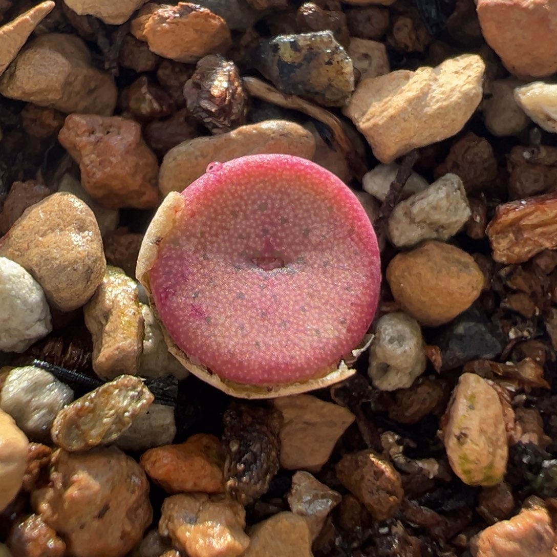 90多肉植物百科知识