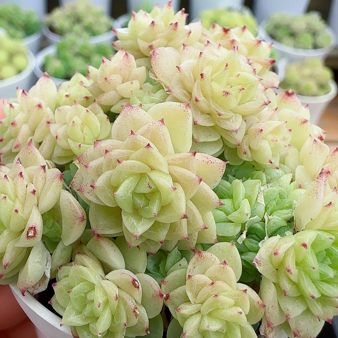 【闪购商品】0524-38（樱花泡泡）