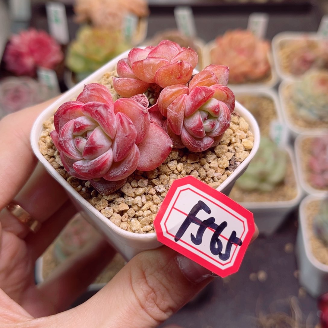 왕*일F565 星星珍妮群一物一拍