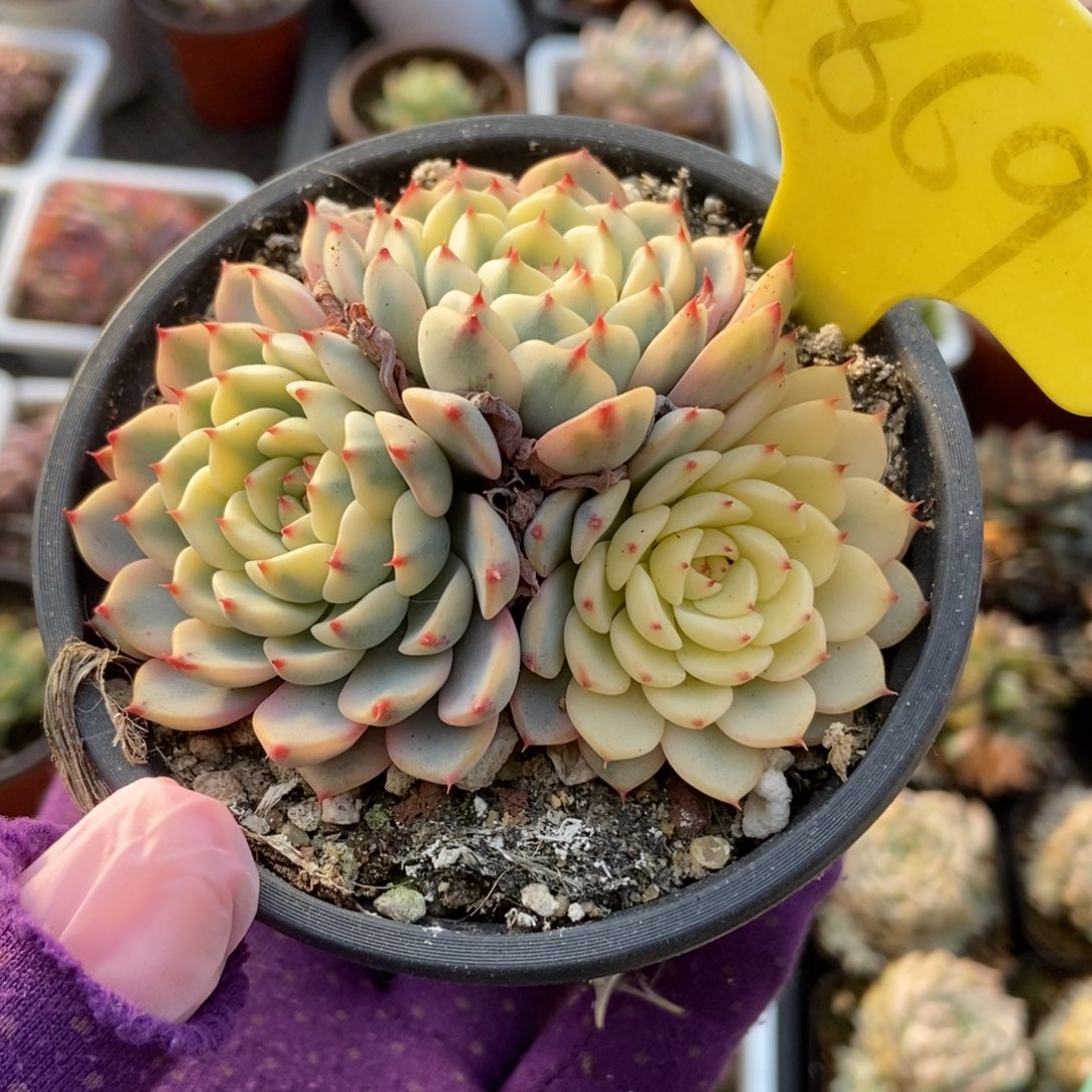 1869忌廉锦多肉植物保护