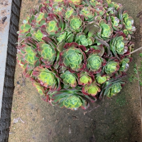 水**山多肉植物炫彩锦