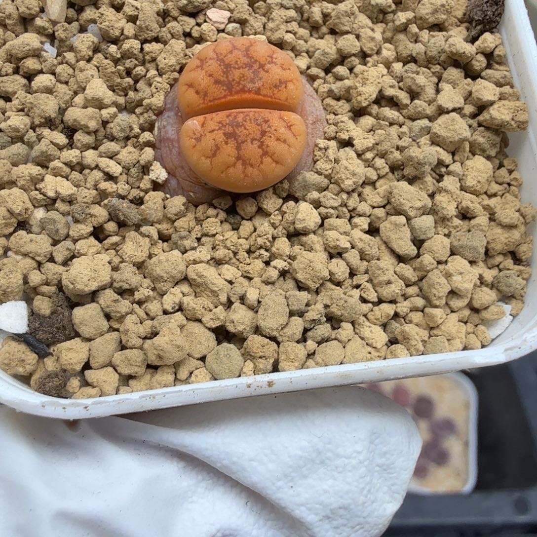 这个点睡一回是为了吃205好