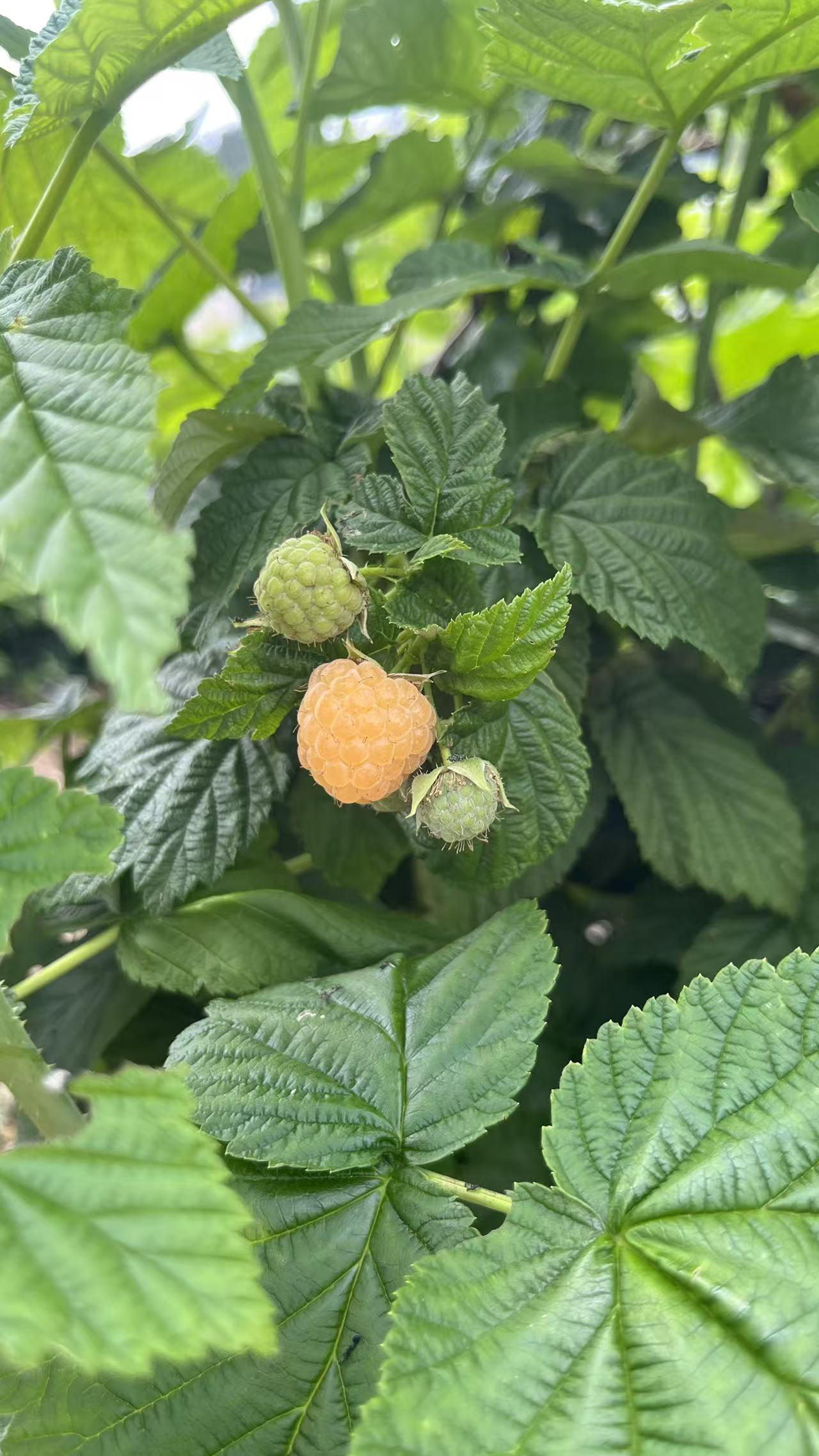 黄树莓四季香甜一颗