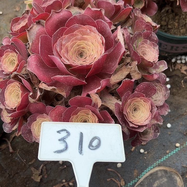 多肉植物梅金法师