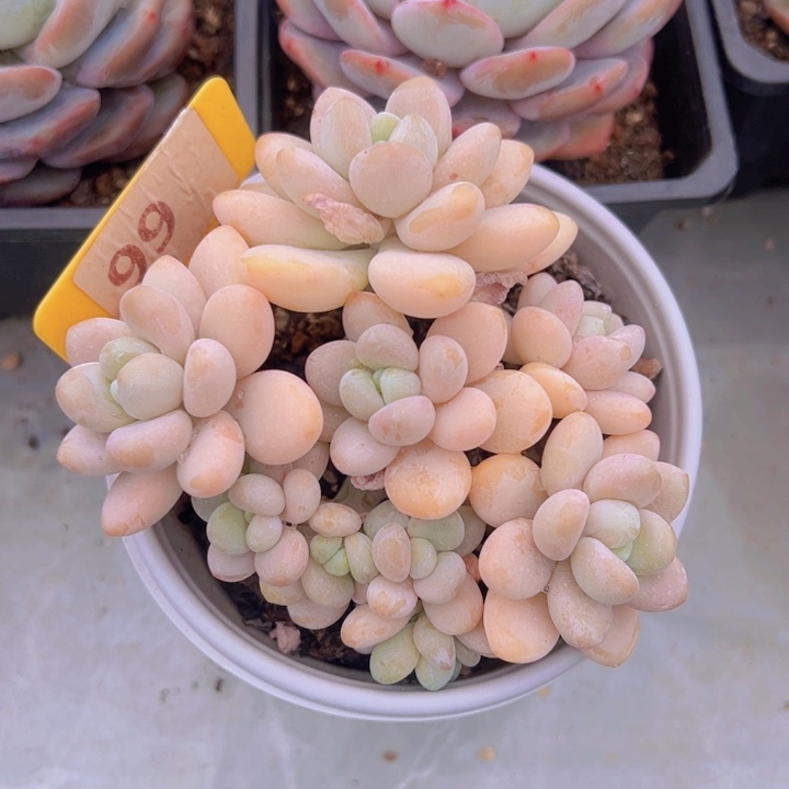 健健康康平平安安