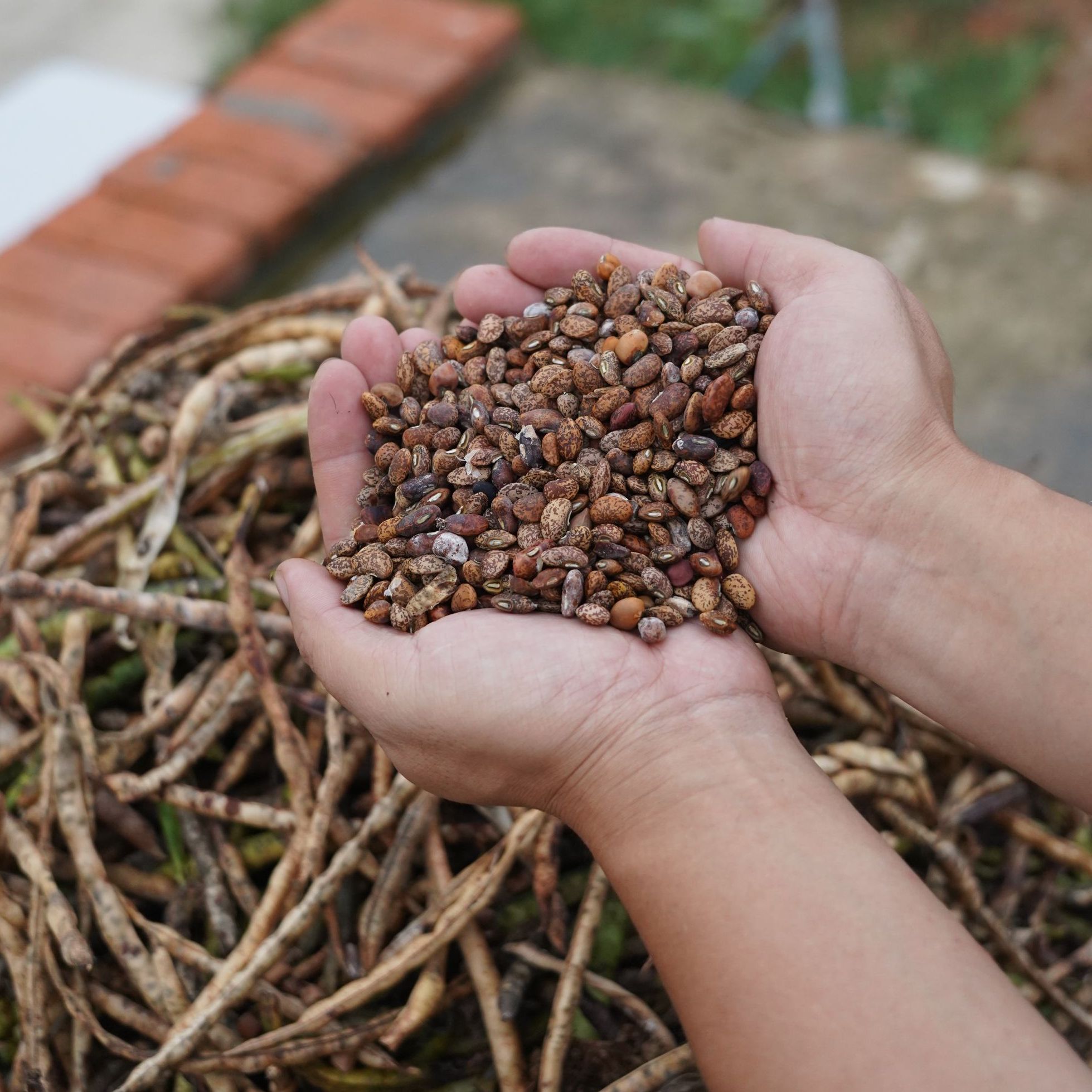 【大豇豆子】安徽农家笨大豇豆子煮粥豆子麻豇豆