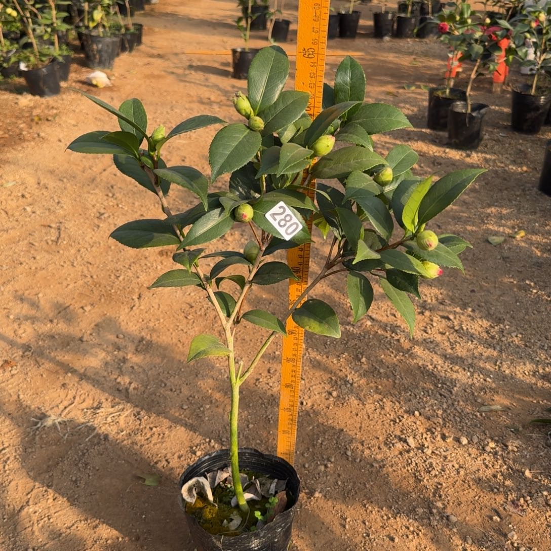 少量花朵（建议范围：2朵-5朵 或40%以下）280红干贝利