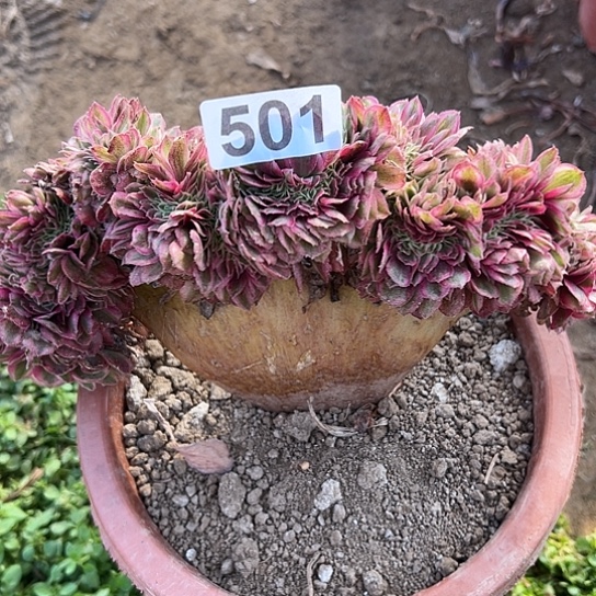 用***9多肉植物一个倾城501